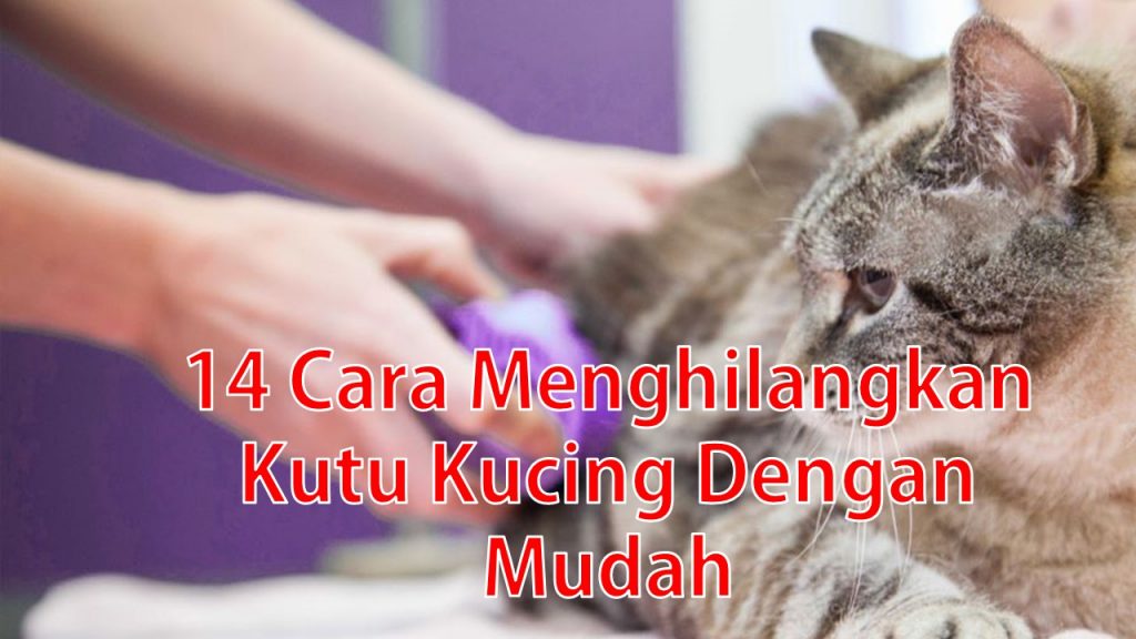 14 Cara Menghilangkan Kutu Kucing Dengan Mudah