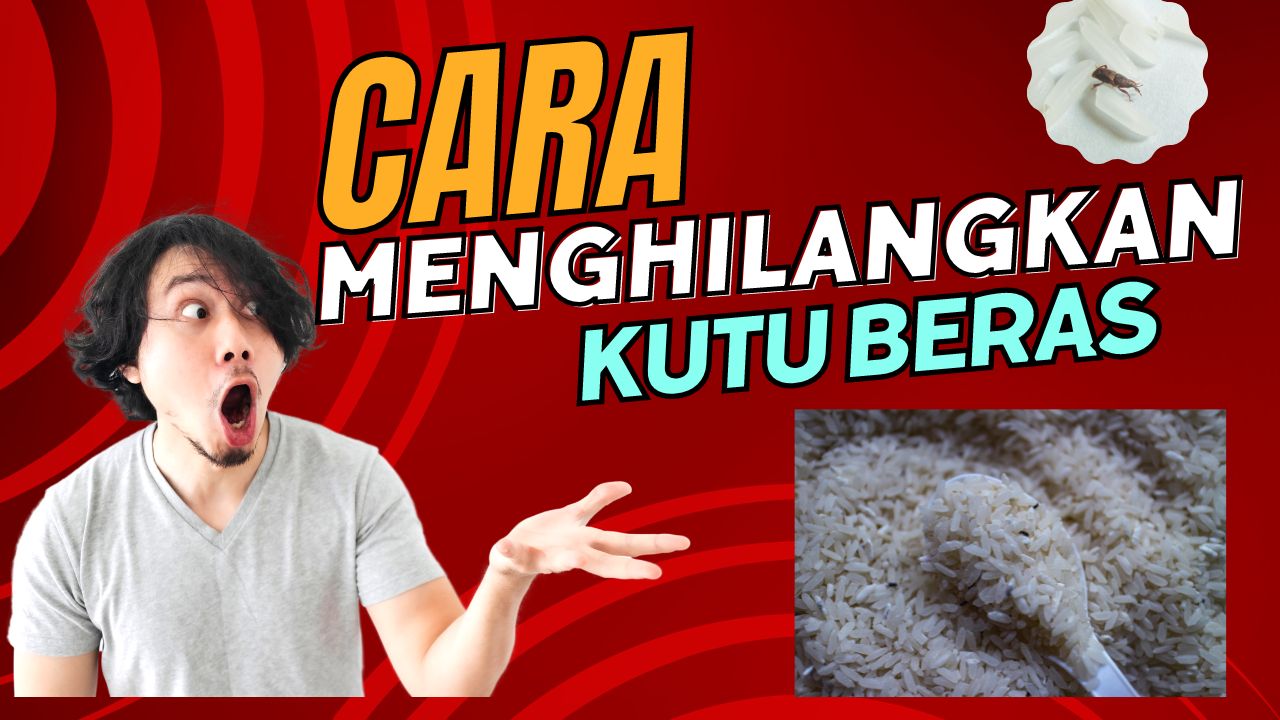 Cara Menghilangkan Kutu Beras