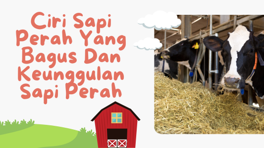 Ciri Sapi Perah Yang Bagus Dan Keunggulan Sapi Perah