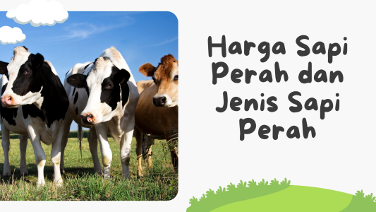 Harga Sapi Perah dan Jenis Sapi Perah