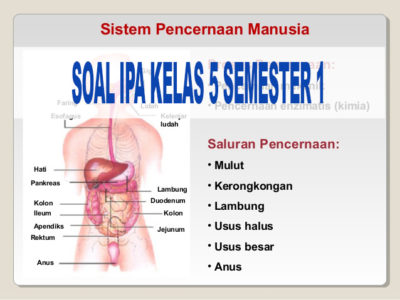 SOAL IPA KELAS 5 SEMESTER 1 PENCERNAAN MAKANAN