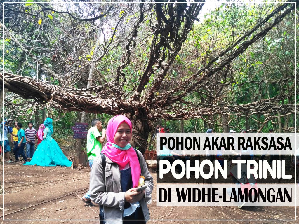 pohon trinil yang menyerupai akar raksasa