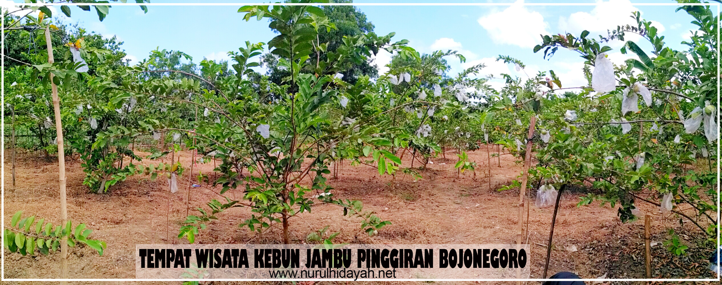 tempat wisata kebun jambu kristal pinggiran bojongeoro.